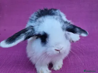 Mini Lop rabbits Mini lop babies - Advert 3