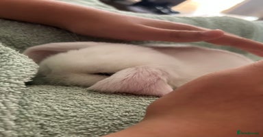 Mini Lop rabbits - Advert 1