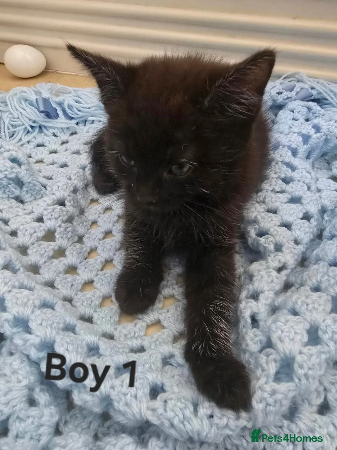 Mixed Breed cats for sale: 4 Kittens ready for rehoming. in Peterborough - Advert 2