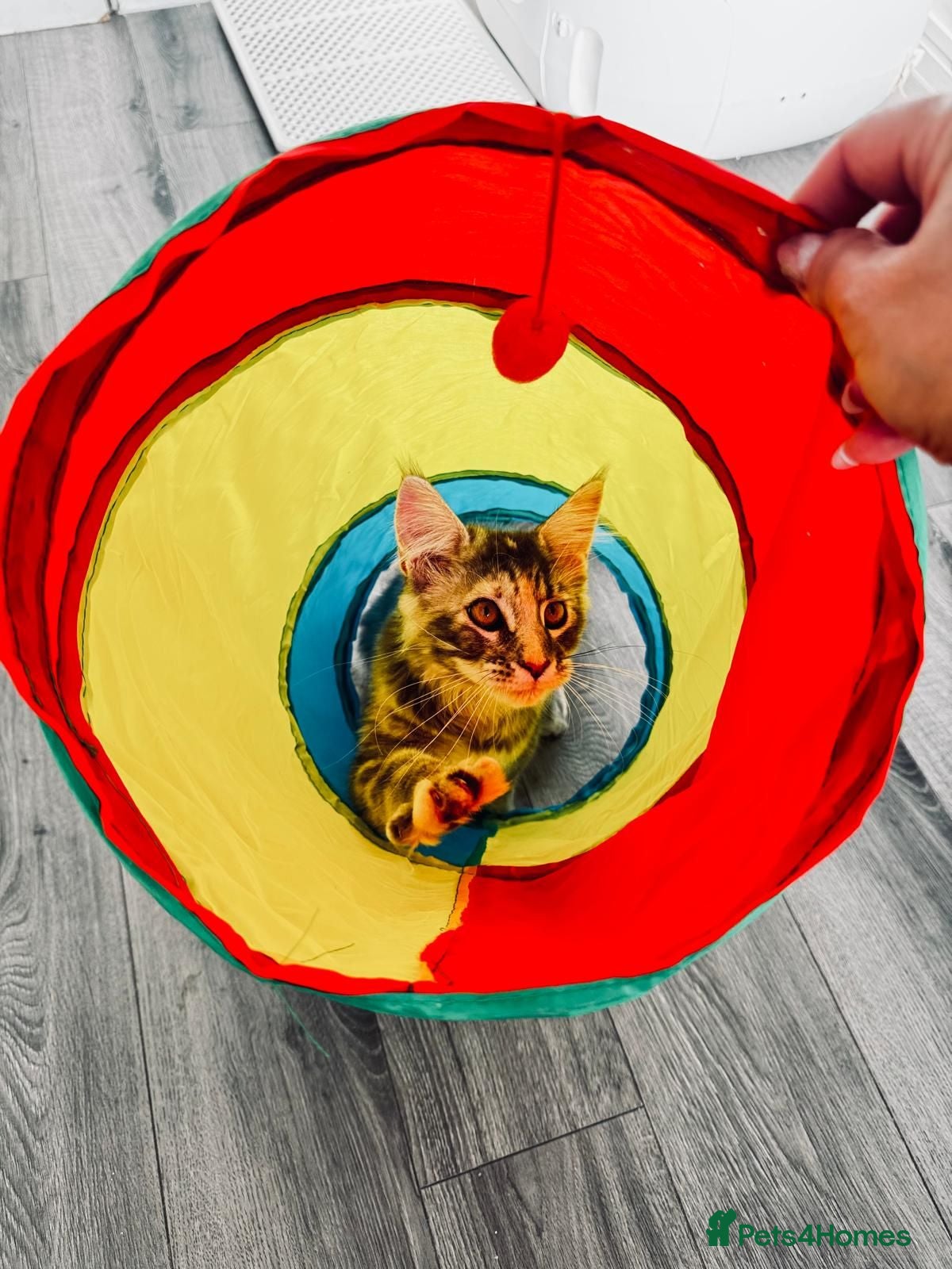 Maine Coon cats Main Coon 🐈 kittens already now  - Advert 2