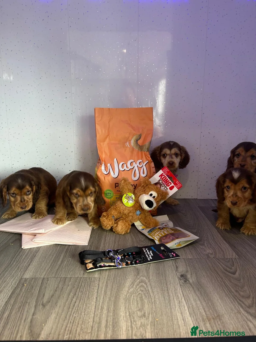 Cocker Spaniel dogs for sale: Show cockers  - Advert 1
