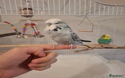 Budgerigars birds for sale: 1 Female and 1 Male Fully Tamed budgies with cage - Image 3
