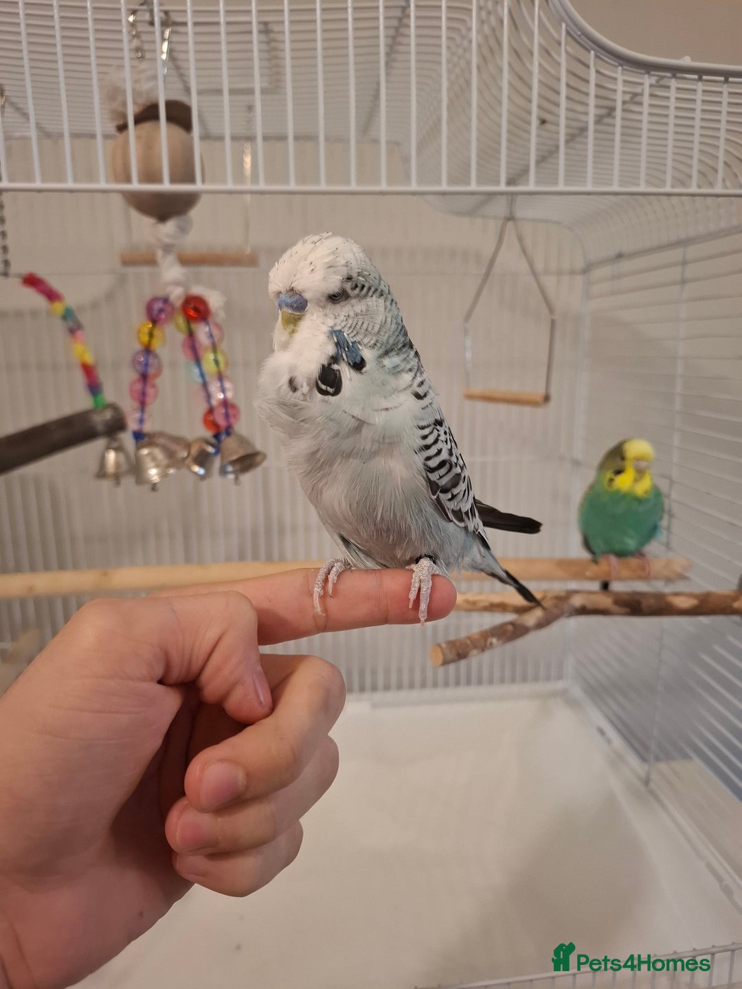 Budgerigars birds for sale: 1 Female and 1 Male Fully Tamed budgies with cage - Image 3