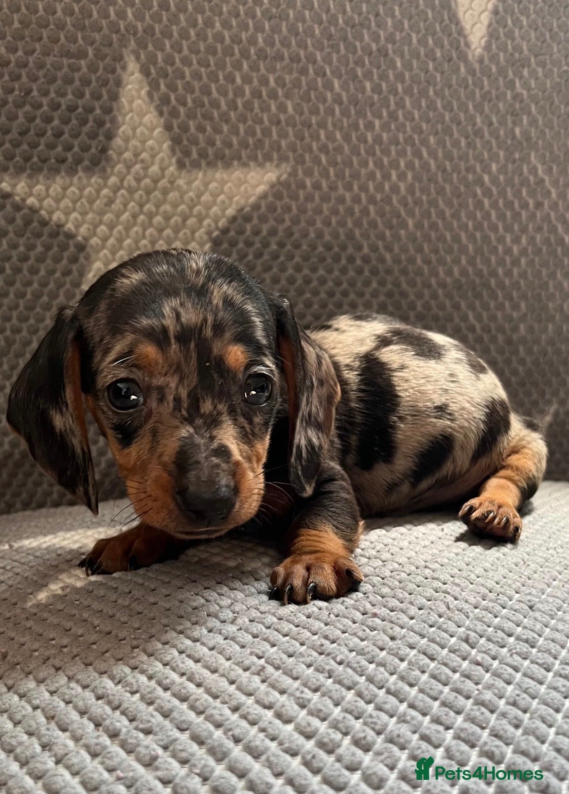 Dachshund dogs READYTOLEAVE! REDUCED Miniature dachshund puppies  - Advert 5