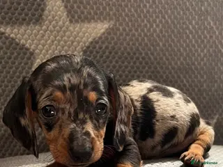 Dachshund dogs READYTOLEAVE! REDUCED Miniature dachshund puppies - Advert 3