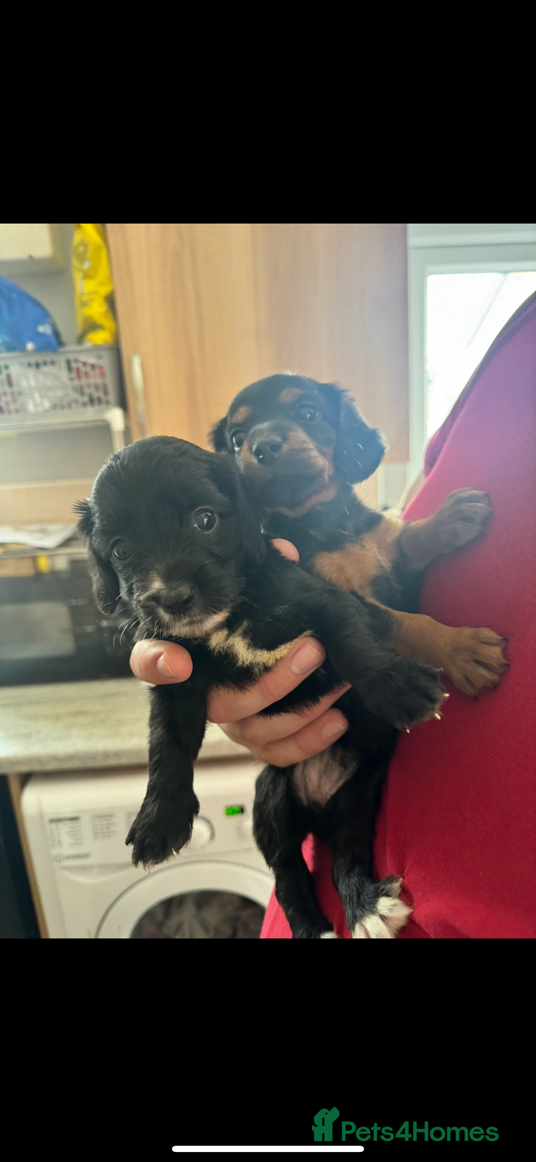 Doxiepoo dogs for sale: Doxiepoo - Image 2