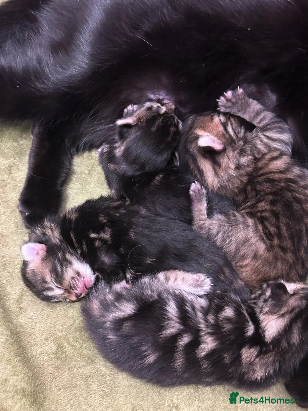 Mixed Breed cats for sale: Beautiful tabby kittens in Basingstoke - Advert 1