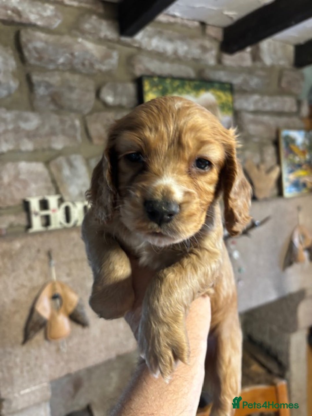 Cocker Spaniel dogs for sale: Adorable Cocker Spaniel Pups - Advert 4