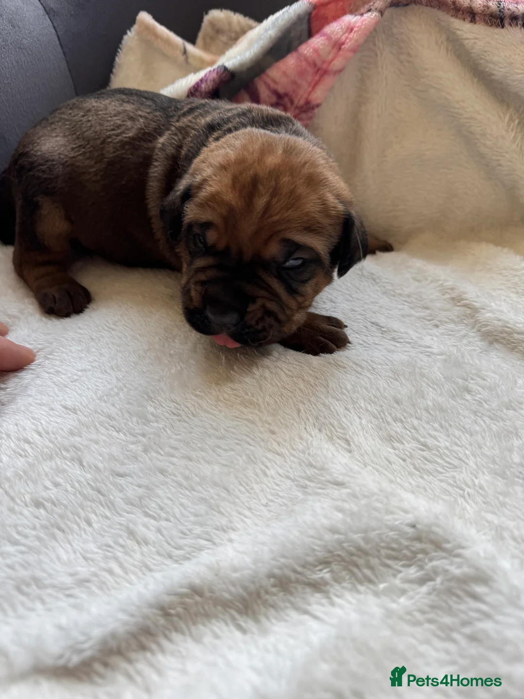 Cane Corso dogs for sale: Ready to go Thursday 2boys 1girl cane Corso pups - Advert 16