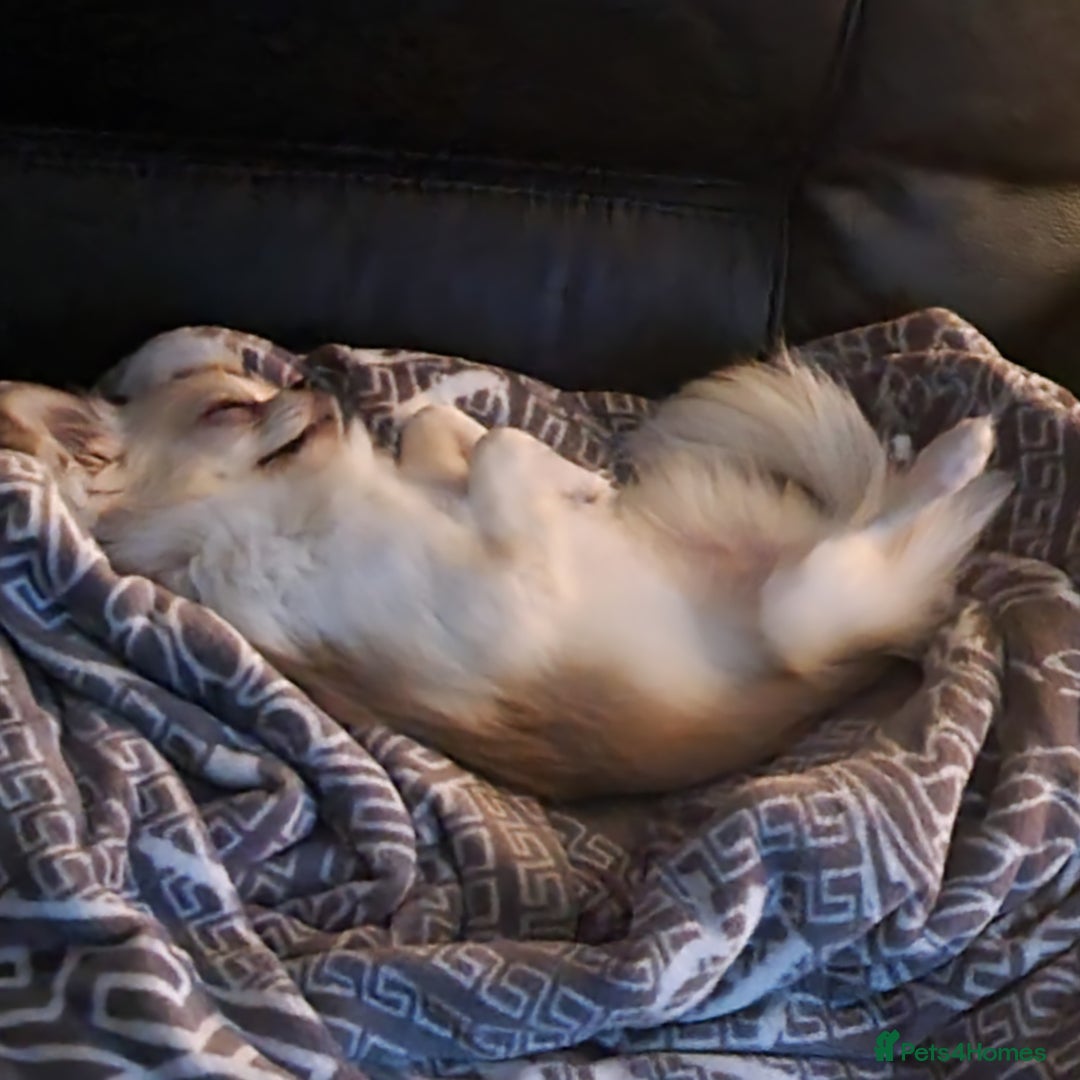 Chihuahua dogs for sale: Cream Chihuahua and pomeranian for sale - Image 7