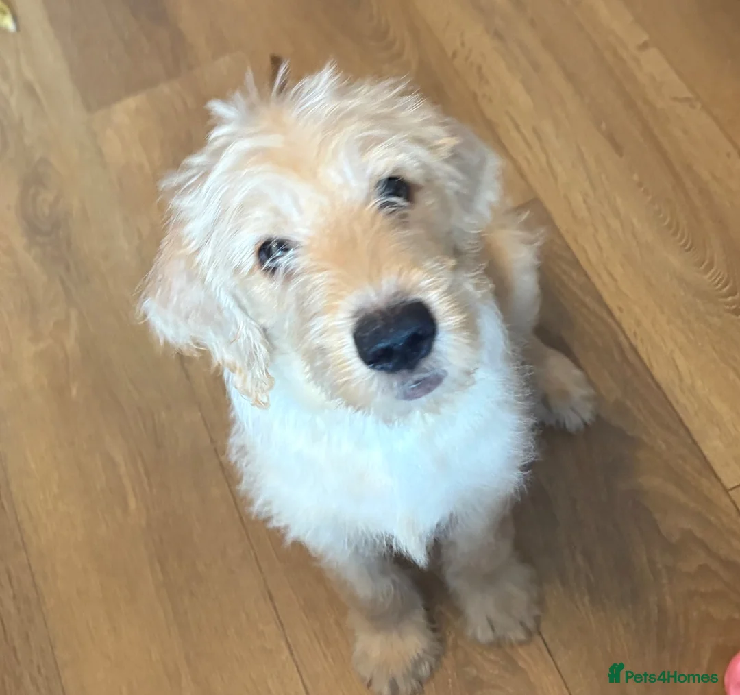 Labradoodle dogs for sale: Stunning Labradoodle puppies - Advert 1
