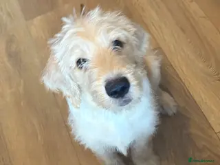 Labradoodle dogs Stunning Labradoodle puppies - Advert 4