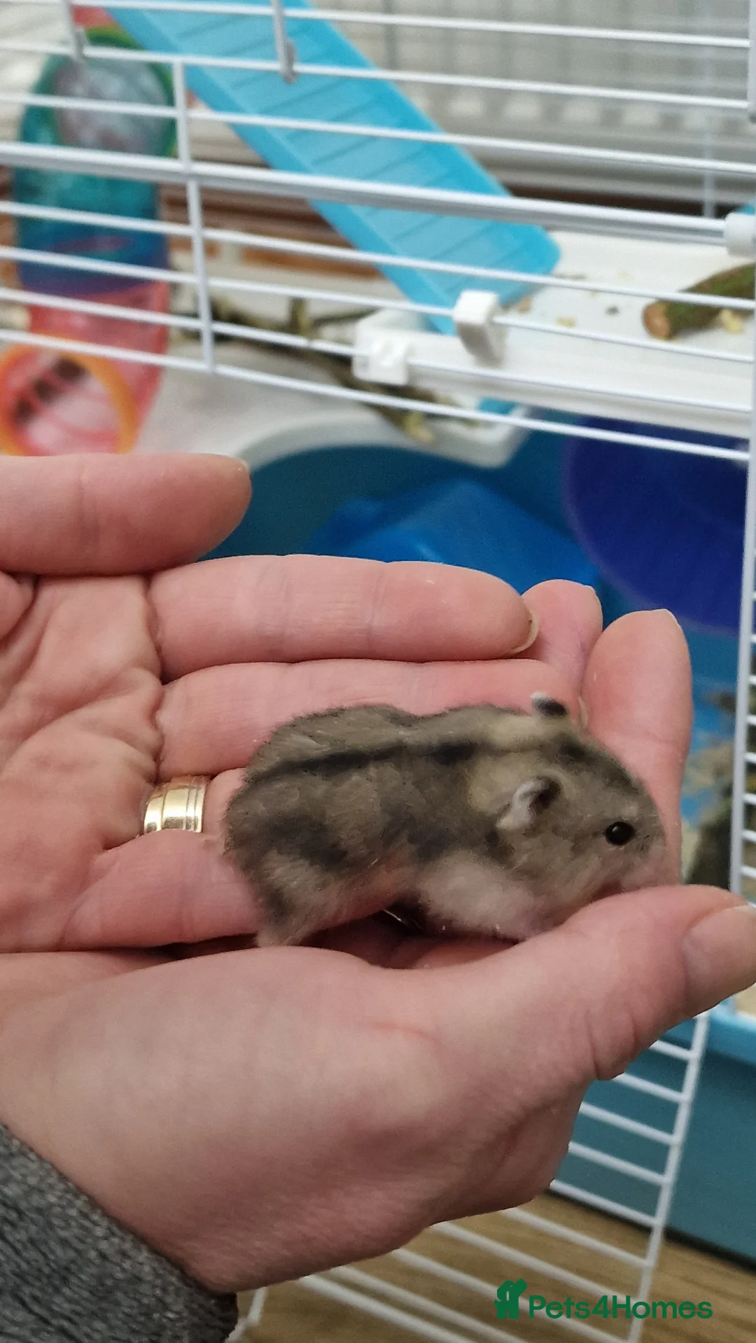 Hamster rodents for sale: Baby Dwarf Hamsters 🐹 in Wrexham - Advert 2