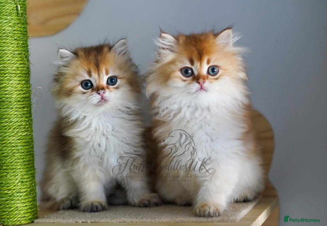 British Shorthair cats TICA registered golden pedigree kittens  - Advert 2