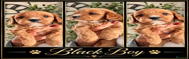 Black boy 