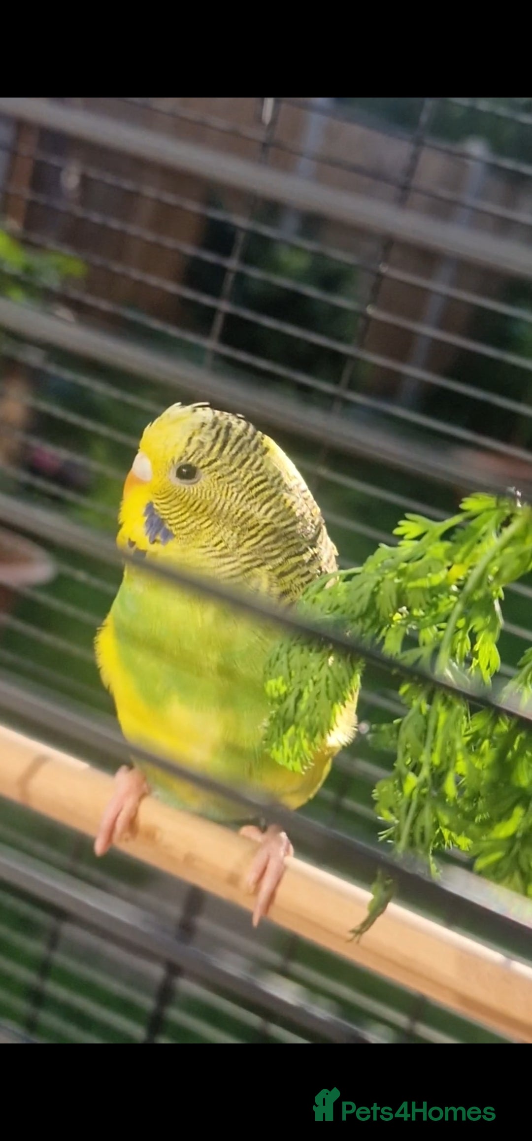 Budgerigars birds Pretty yellow budgie for sale  - Advert 1