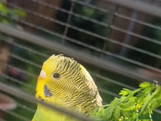 Budgerigars birds Pretty yellow budgie for sale - Advert 1