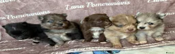 Pomeranian dogs for sale: 100% Pomeranian🧬DNA&HEALTH TESTED!  - Advert 4