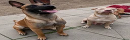 Mixed Breed dogs for sale: American Mali Pups - Advert 2