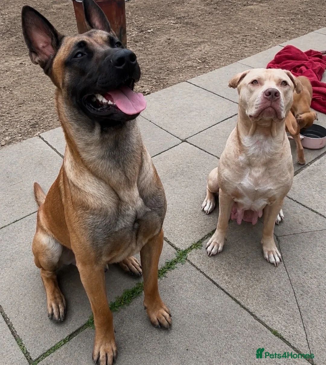 Mixed Breed dogs for sale: American Mali Pups - Advert 2