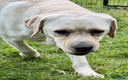 Labrador Retriever dogs for adoption: Lucia’s Story - Minutes from Death - Image 7