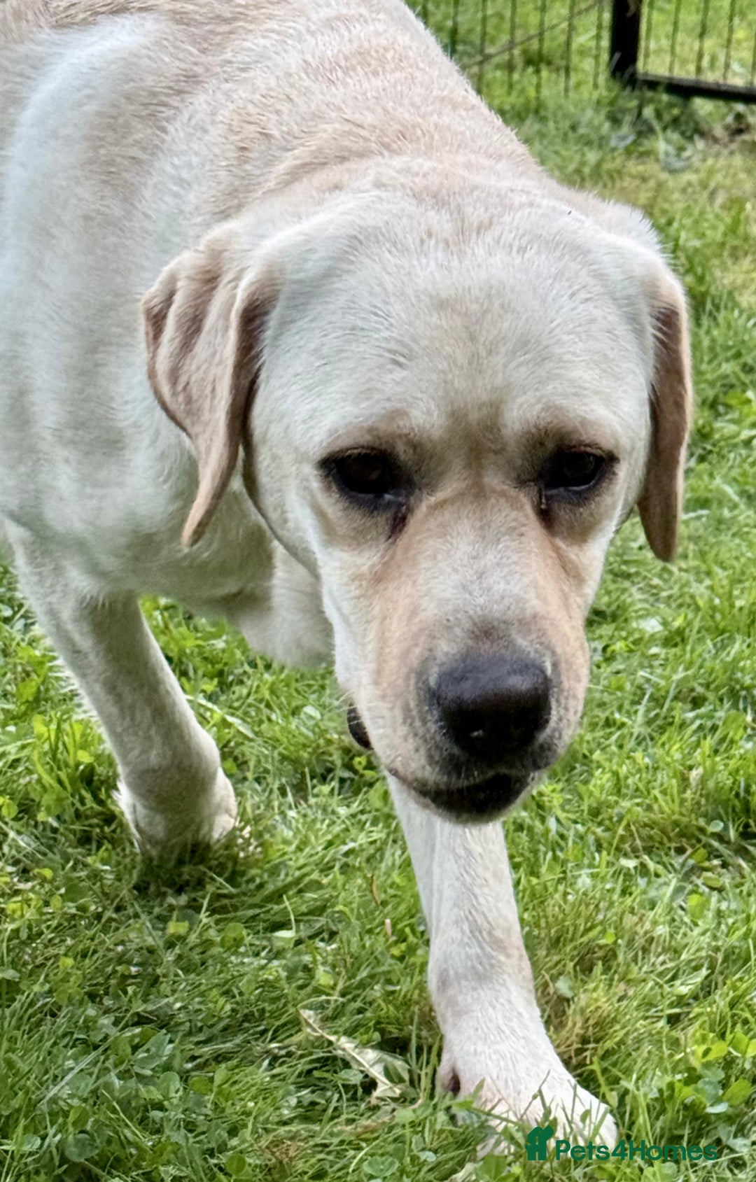 Labrador Retriever dogs for adoption: Lucia’s Story - Minutes from Death - Image 7