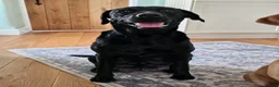 Labrador Retriever dogs for sale: Lovely Labrador puppy’s  in Taunton - Advert 1