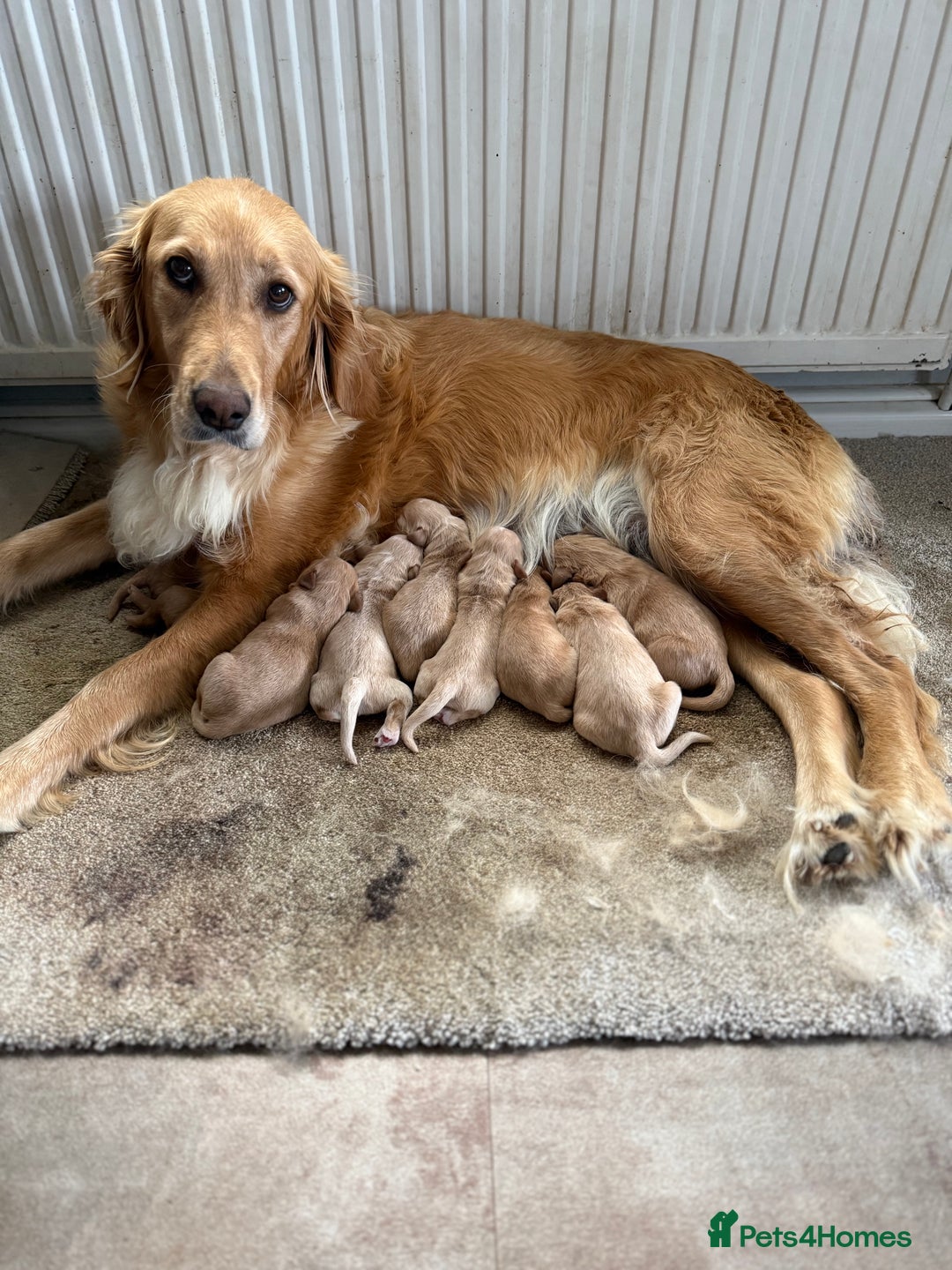 Golden Retriever dogs for sale: Stunning Top Quality Lines Golden Retriever Pups - Image 3