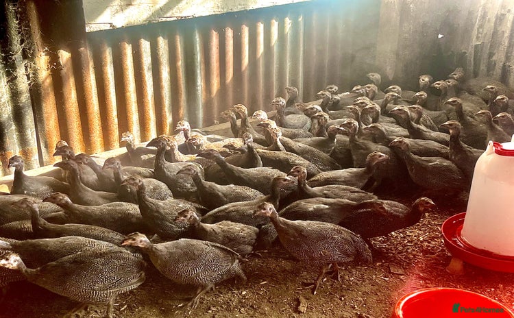Guinea Fowl poultry - Advert 1
