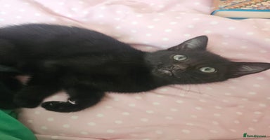 Mixed Breed cats - Advert 6