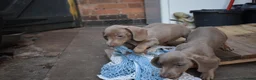 Miniature Dachshund dogs for sale: TRUE miniature dachsaund in Leicester - Advert 26