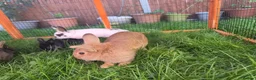 Mixed Breed rabbits for sale: Rabbits for sale  - Advert 7