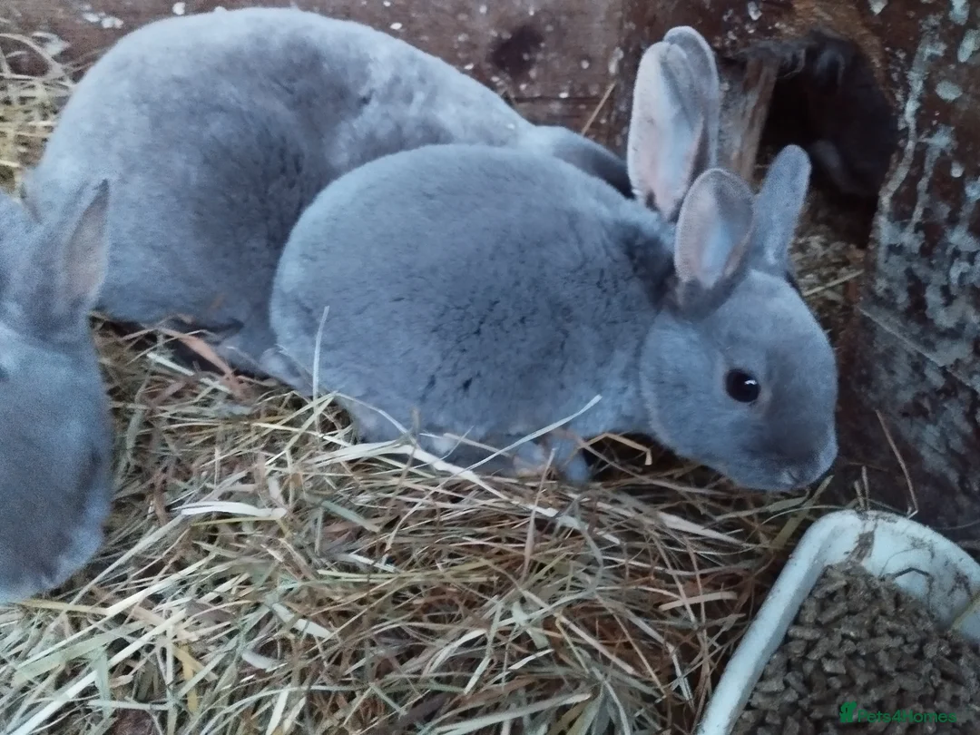 Rex rabbits for sale: Stunning baby blue, mini rex  - Advert 13