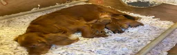 Cocker Spaniel dogs for sale: 2 beautiful cocker spaniel bitches - Advert 1