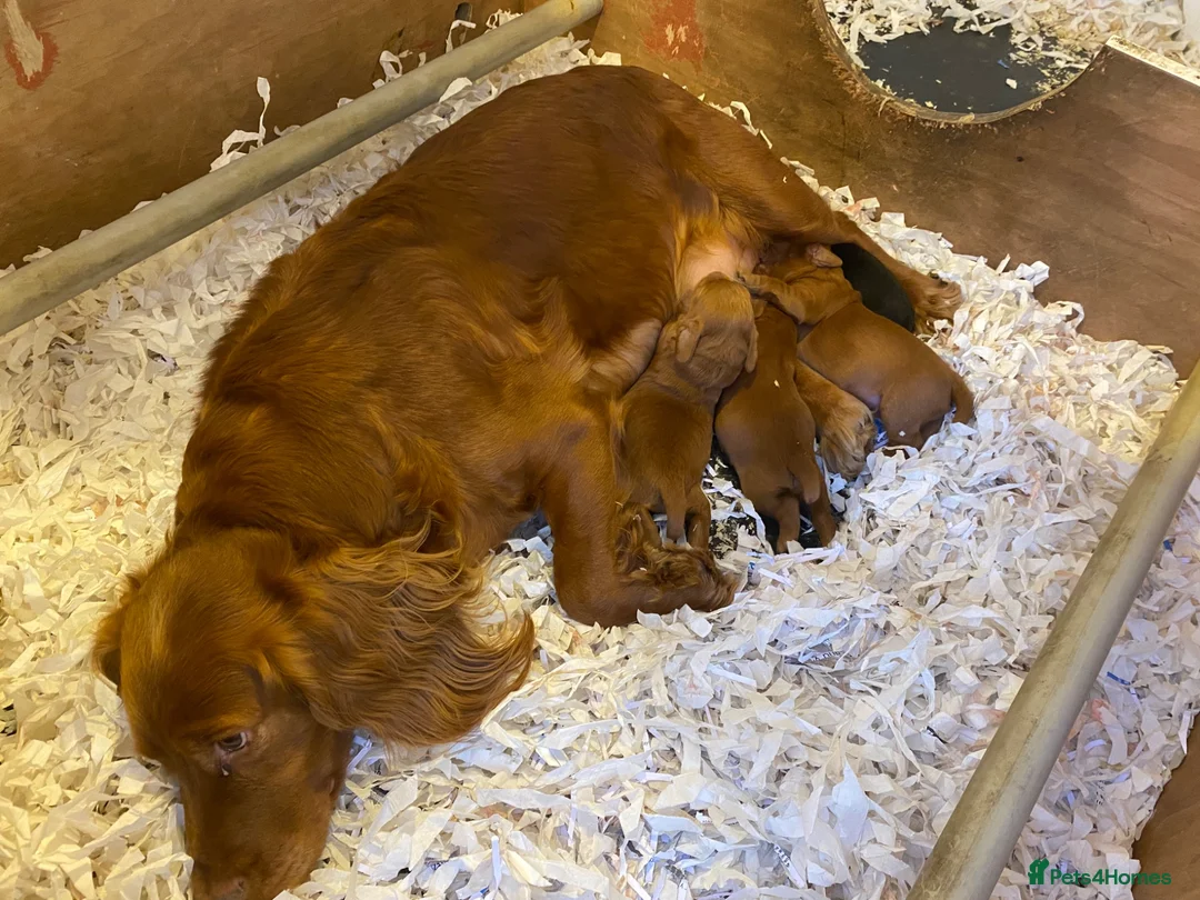 Cocker Spaniel dogs for sale: 2 beautiful cocker spaniel bitches - Advert 1