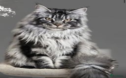 Maine Coon cats for sale: Maine coon kittens TICA registered  - Image 7