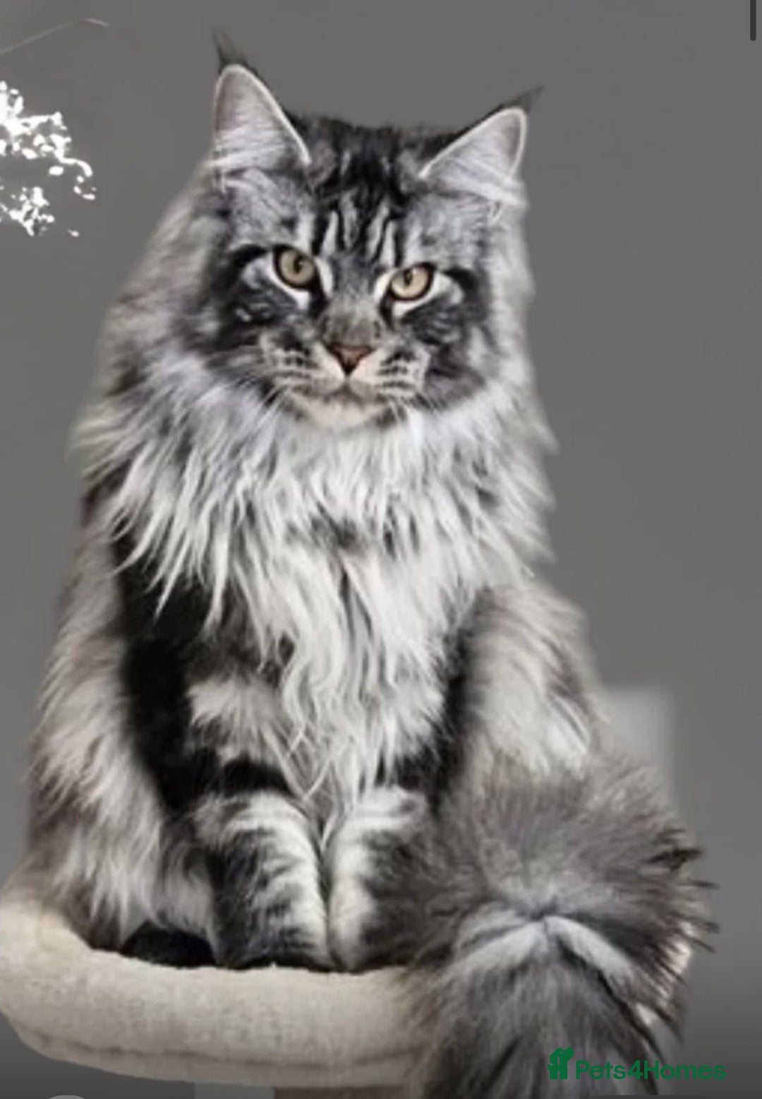 Maine Coon cats for sale: Maine coon kittens TICA registered  - Image 7