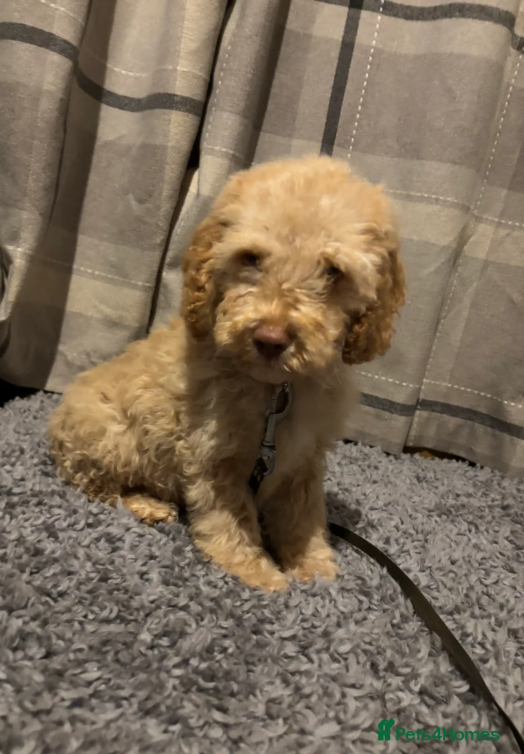 Cockapoo dogs for sale: 🐶8 Beautiful Cockapoo puppies🐶 - Advert 22