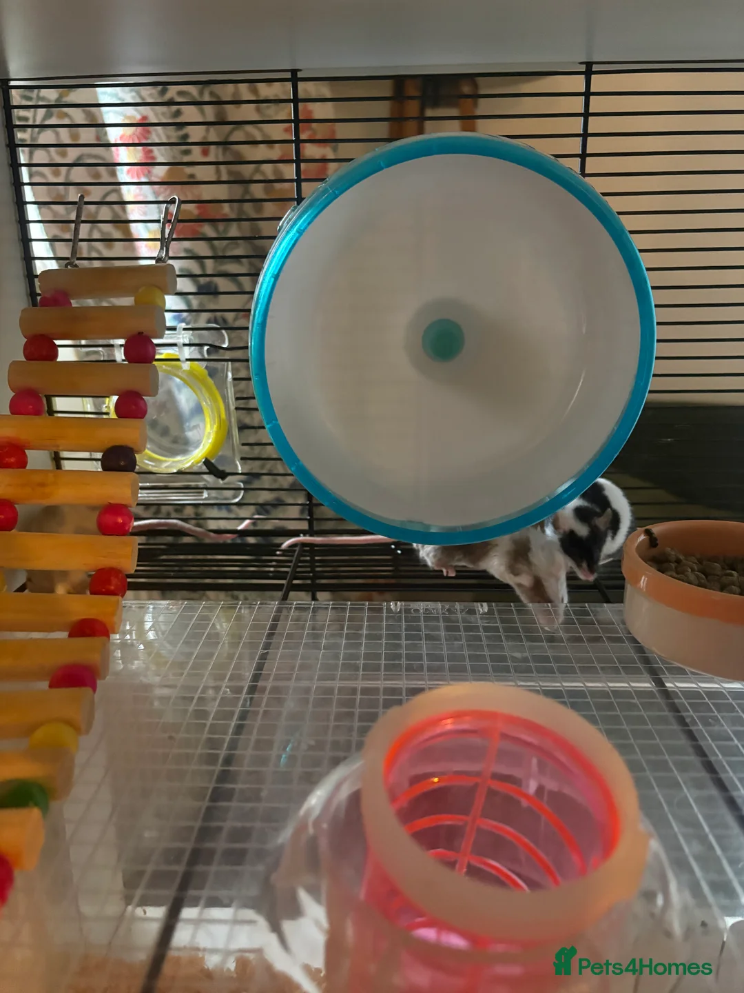 Mouse rodents for sale: 4 x Female Mice with Omlet cage and full set up  - Advert 4