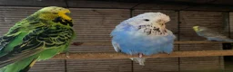 Budgerigars birds for sale: Young budgies for sale ,many available  - Advert 6