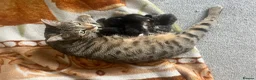 Bengal cats for sale: Beautiful kittens  in Swindon - Advert 21