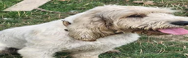 Basset Griffon Vendeen 1