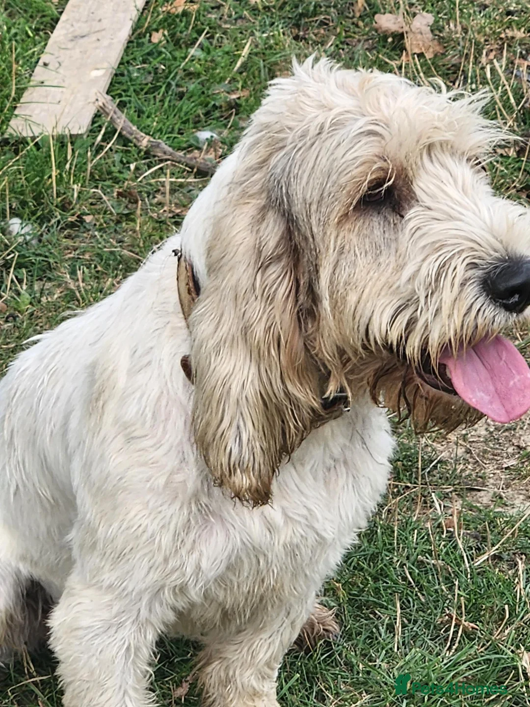 Basset Griffon Vendeen dogs for sale: Griffon grand bassets. Male - Advert 2