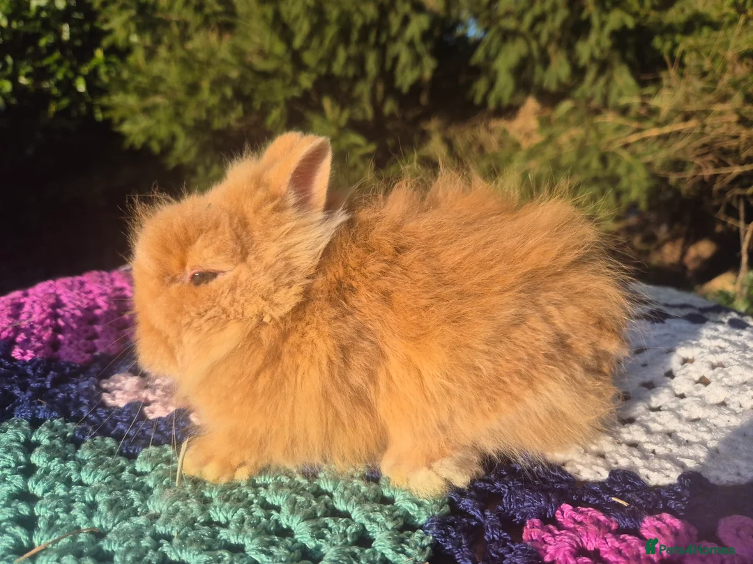 Angora rabbits for sale: 💓OUTSTANDING TEDDYDWERG, IMPORTED PARENTS💙  - Advert 5