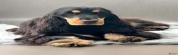 Cocker Spaniel dogs for sale: Quattro – Looking for a Loving Forever Family Home - Advert 4