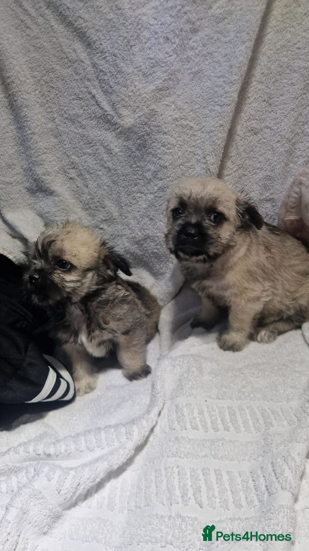Shih Tzu dogs for sale: Shih tzu puppies  - Advert 6