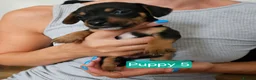 Jackshund dogs for sale: DachshundxJack Russell Puppies  in Martock - Advert 12
