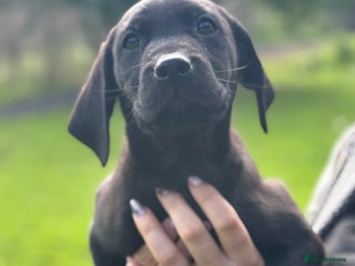 Labrador Retriever dogs - Advert 23