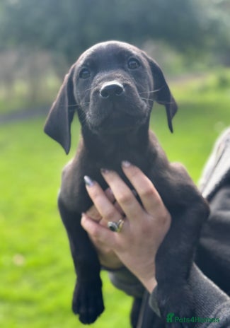 Labrador Retriever dogs - Advert 7