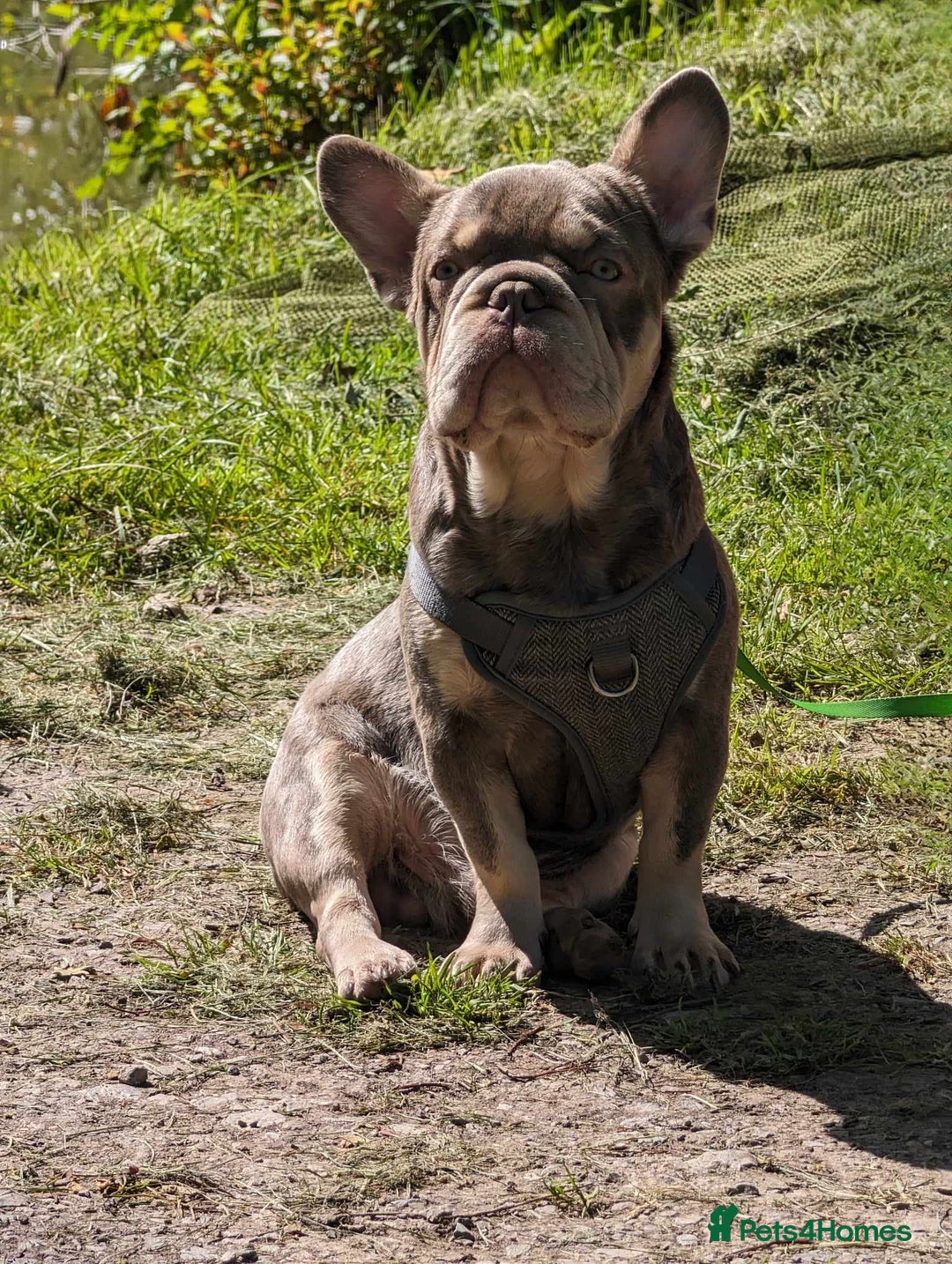 French Bulldog dogs for sale: 🐾French bulldog puppies🐾 ready end of jan - Advert 2